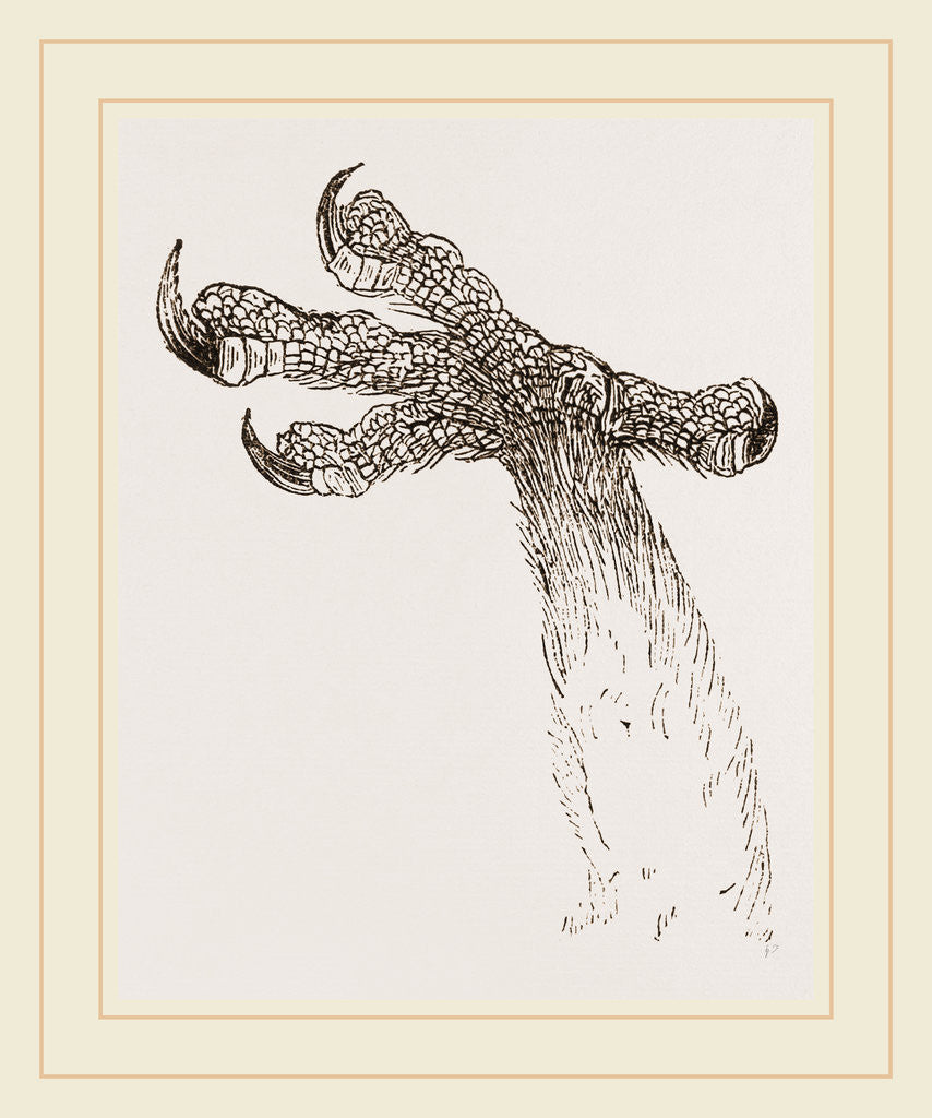 Detail of Foot of barn owl by Anonymous