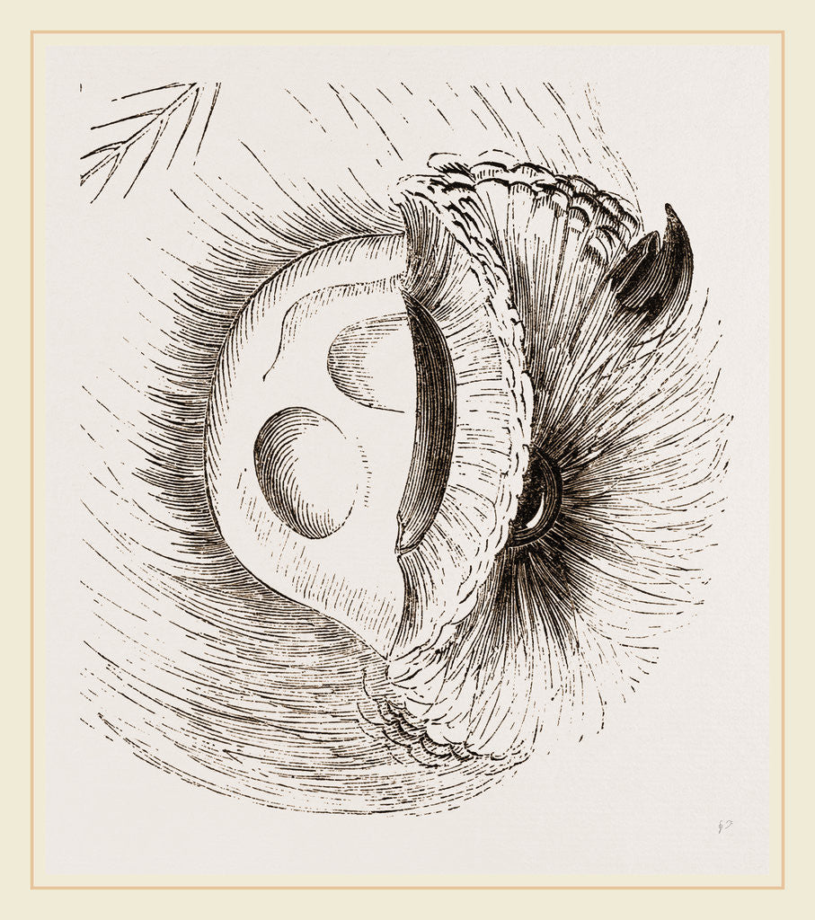 Detail of Ear of Owl by Anonymous