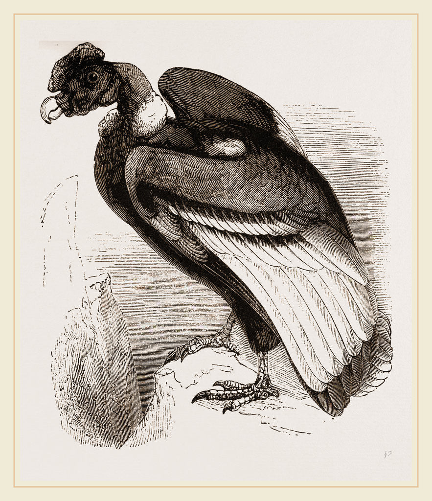 Detail of Condor by Anonymous