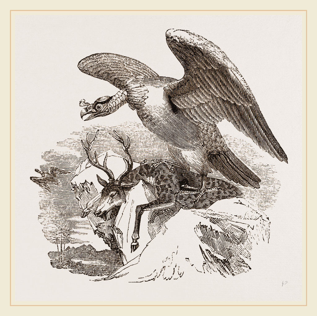Detail of King Vulture by Anonymous