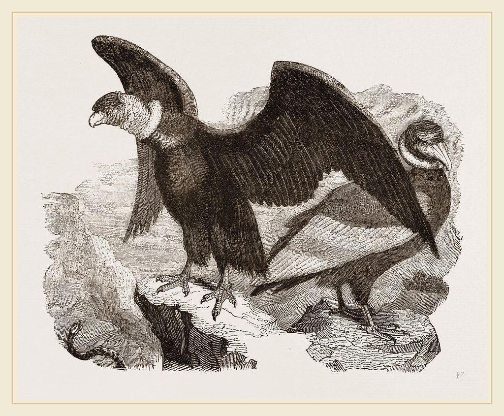 Detail of Condors by Anonymous