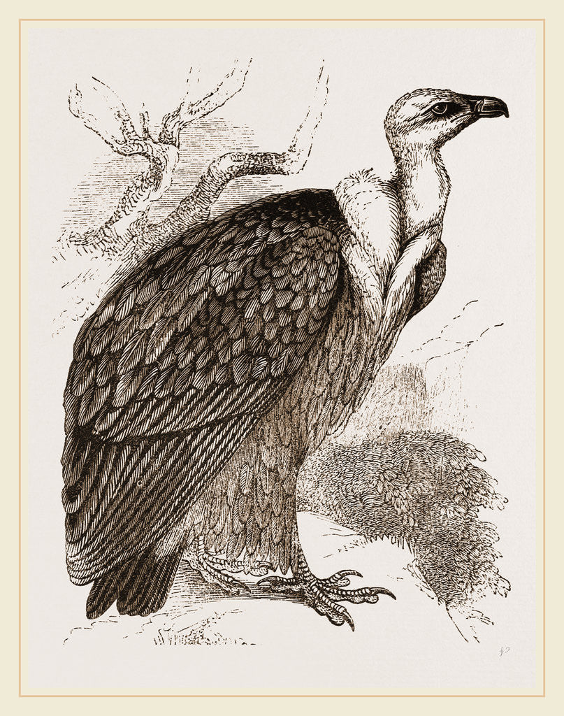 Detail of Griffon-Vulture by Anonymous
