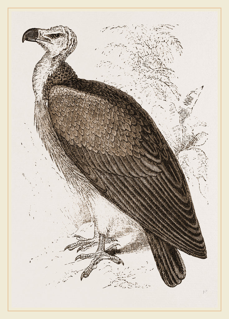 Detail of Sociable Vulture by Anonymous