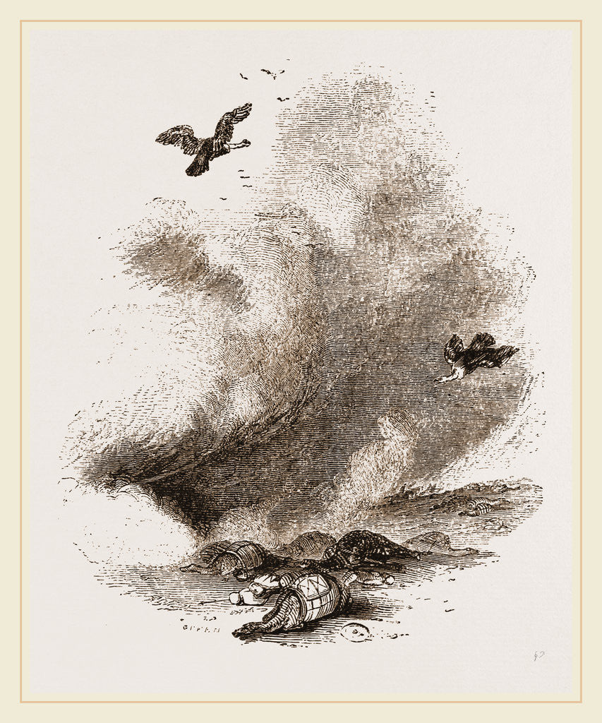 Detail of Griffon Vultures by Anonymous