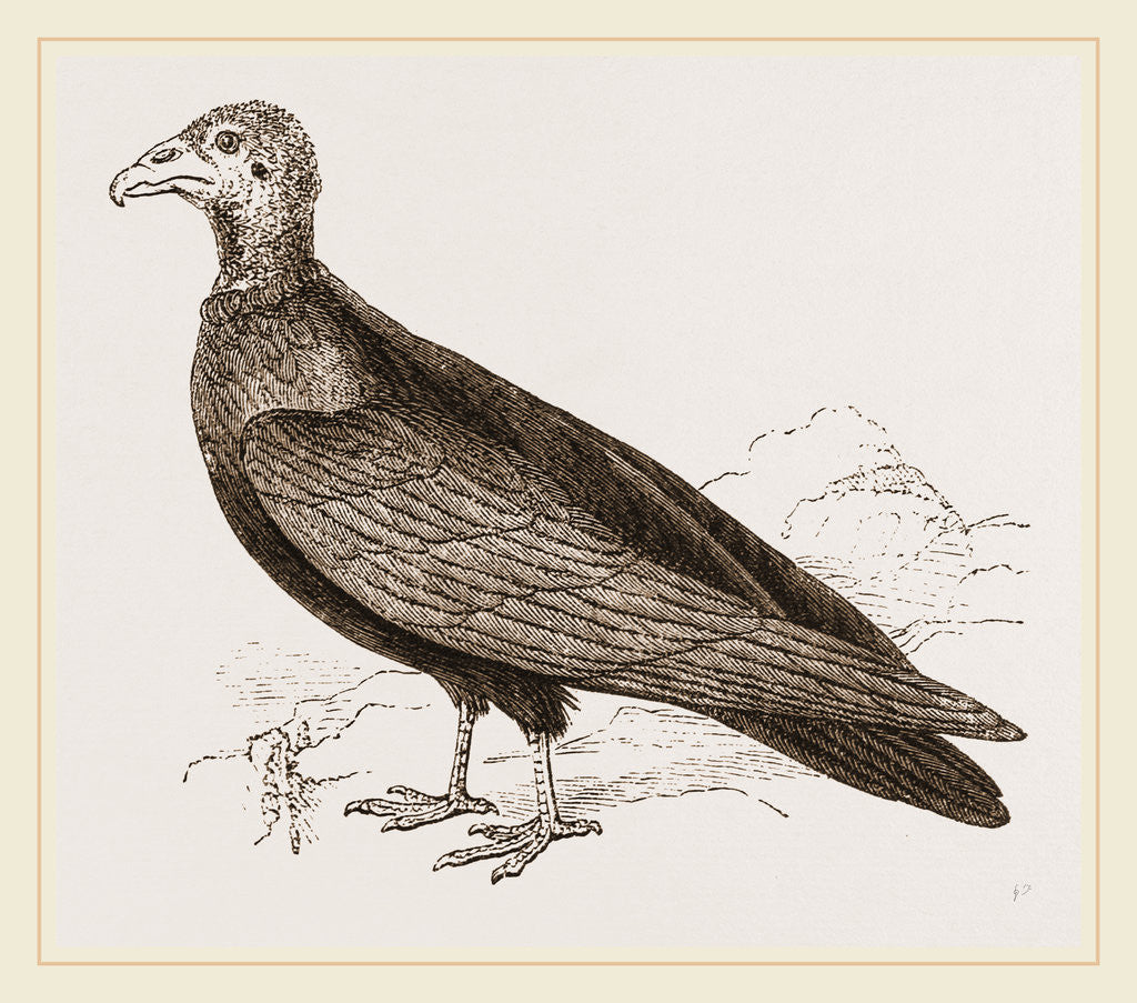 Detail of Turkey-Buzzard by Anonymous