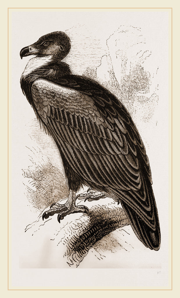 Detail of Cinereous Vulture by Anonymous