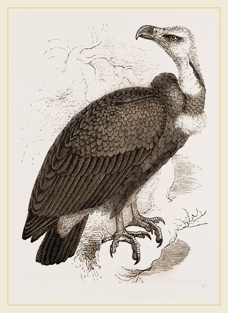 Detail of Pondicherry Vulture by Anonymous