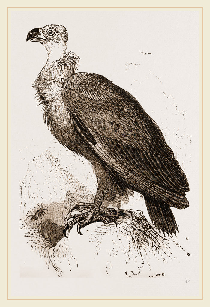 Detail of Cinereous Vulture by Anonymous