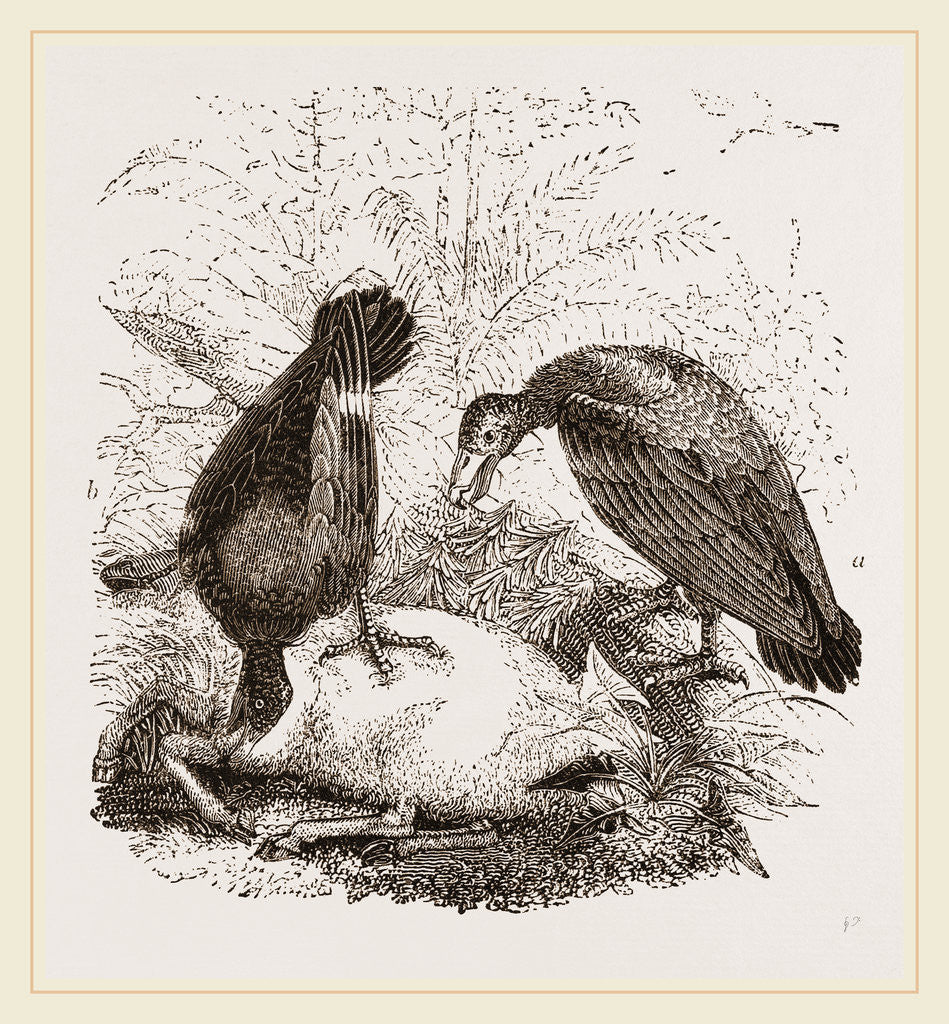Detail of Turkey-Buzzard, Black Vulture by Anonymous