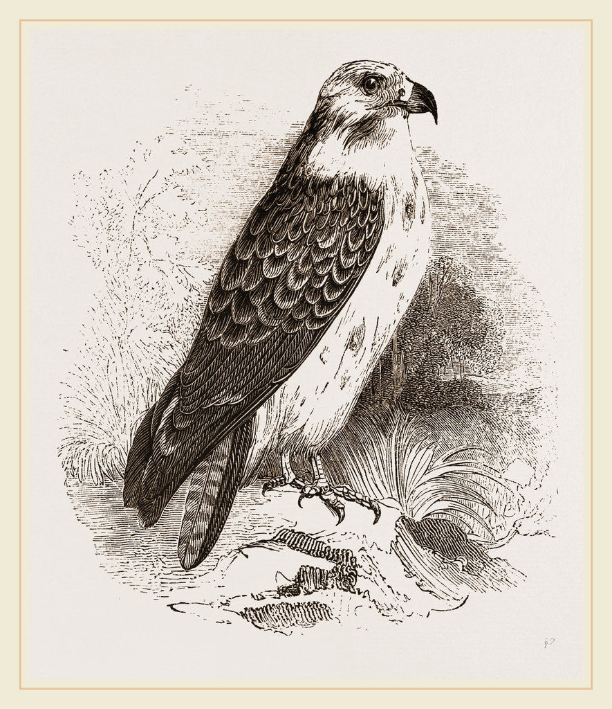 Detail of Buzzard by Anonymous