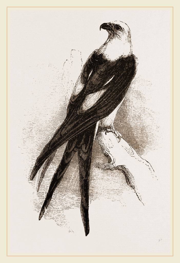 Detail of Swallow-tailed Hawk by Anonymous