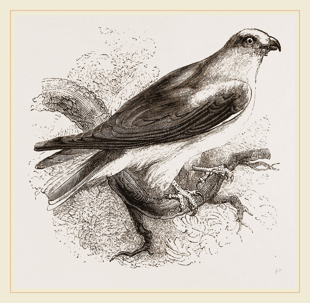 Detail of Black-winged Swallow Hawk by Anonymous