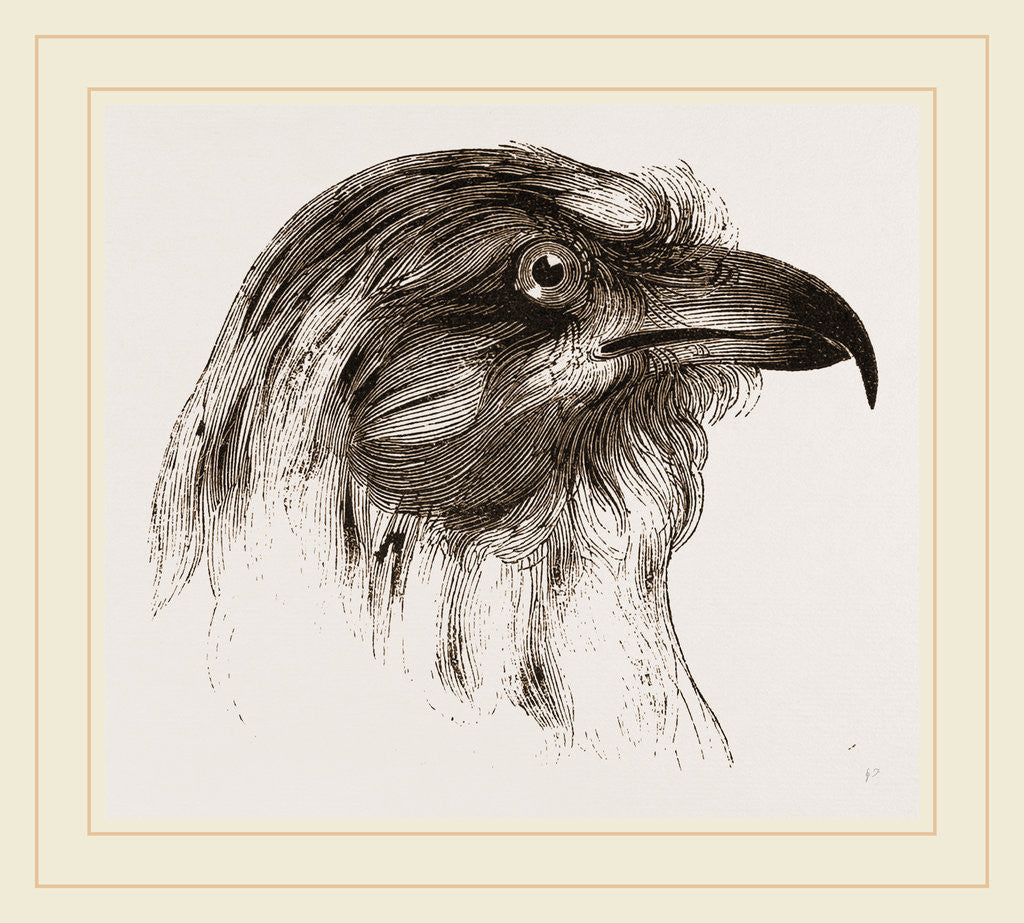 Detail of Moor Harrier by Anonymous