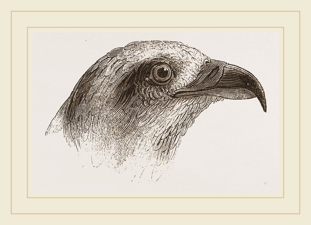 Detail of Honey-Buzzard by Anonymous