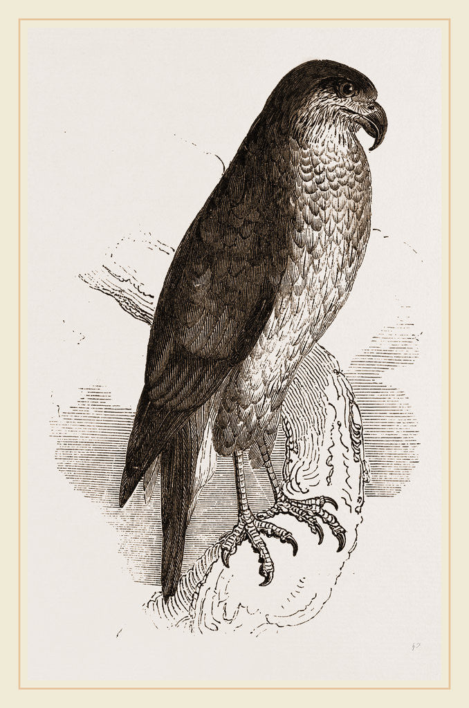 Detail of Goshawk by Anonymous