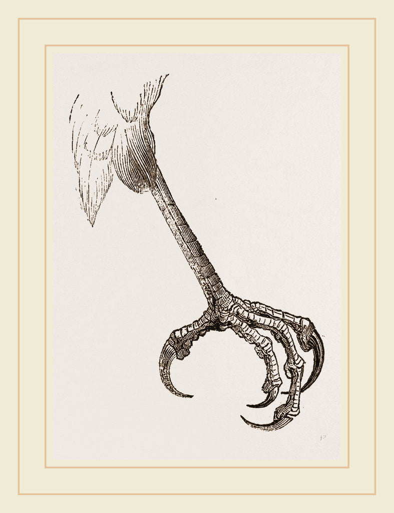 Detail of Foot of Sparrow-Hawk by Anonymous