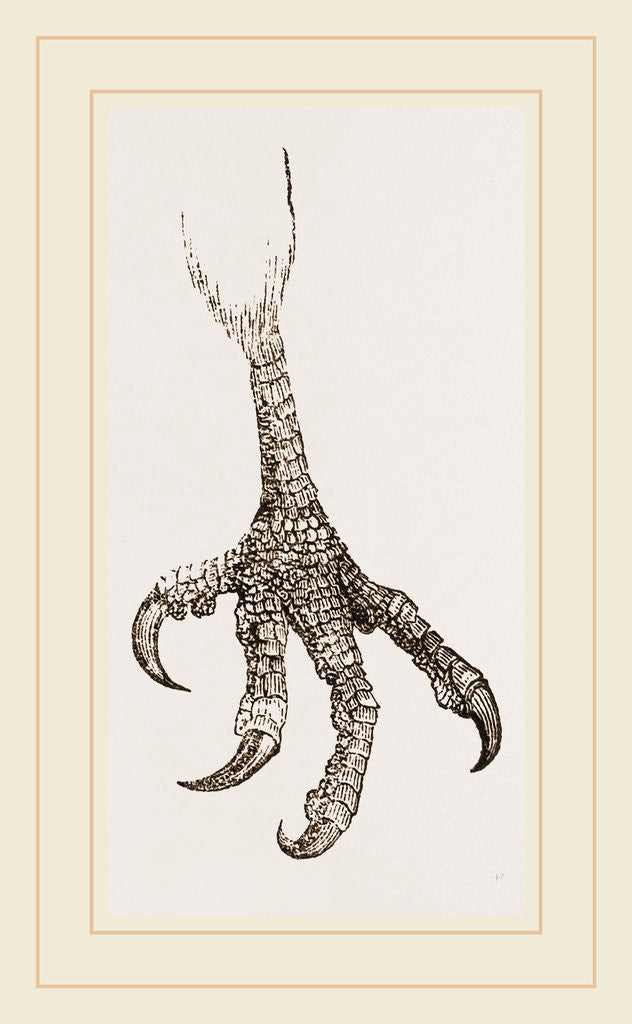 Detail of Foot of Laughing Hawk by Anonymous