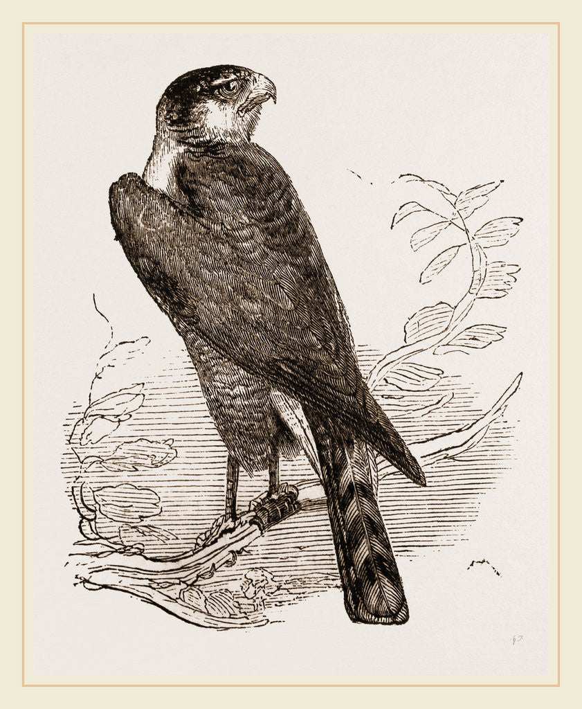 Detail of Sparrow-Hawk by Anonymous