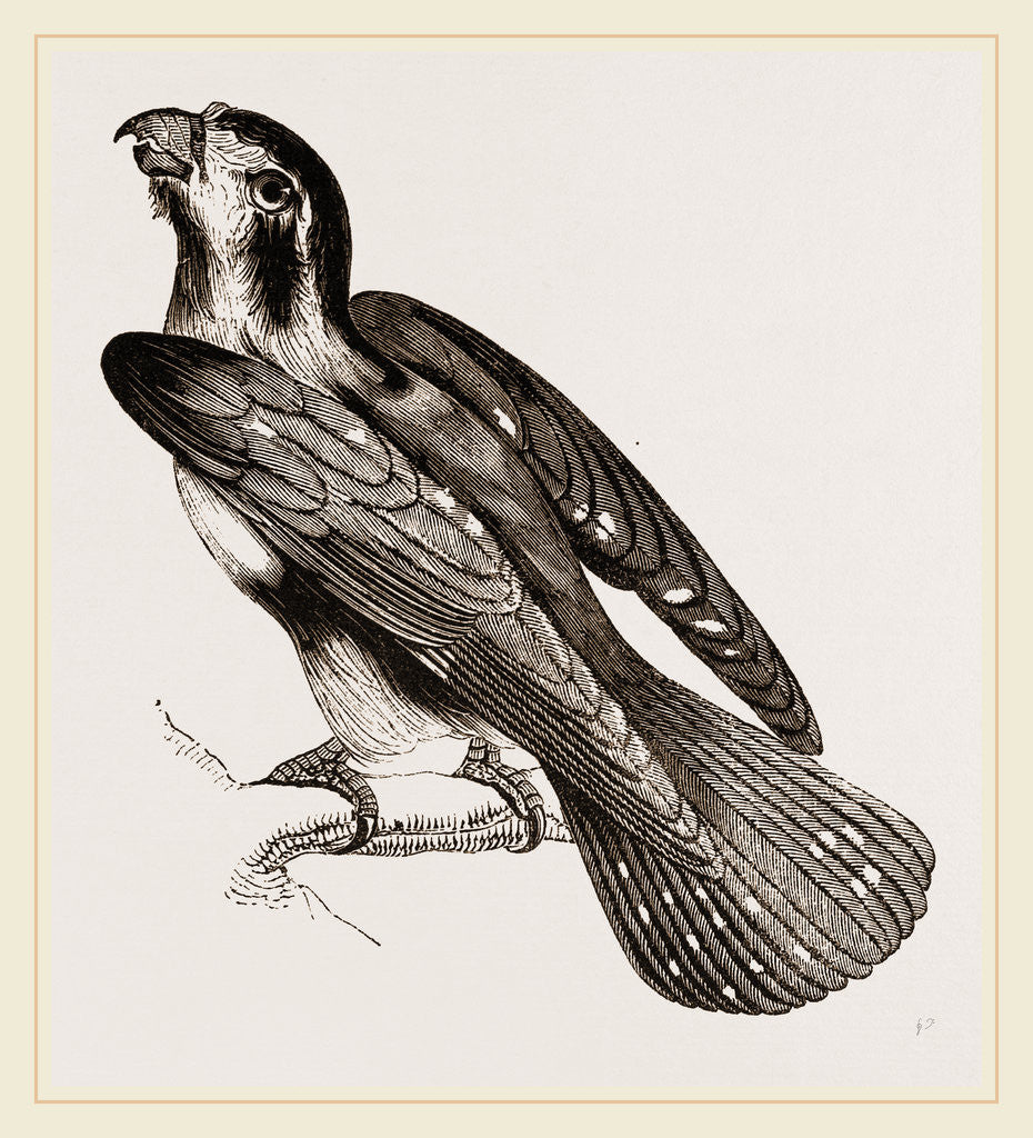 Detail of Bengal Falcon by Anonymous