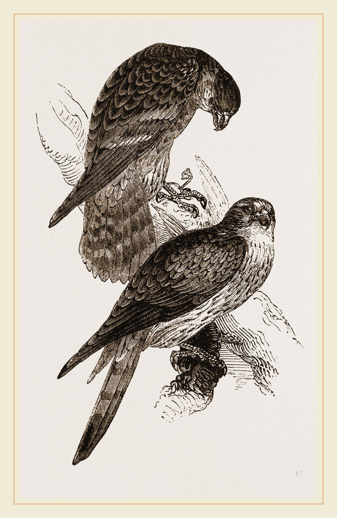 Detail of Merlins by Anonymous