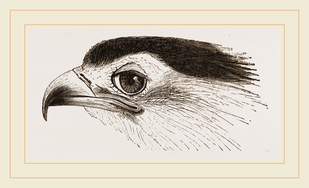 Detail of Head of Secretary-bird by Anonymous