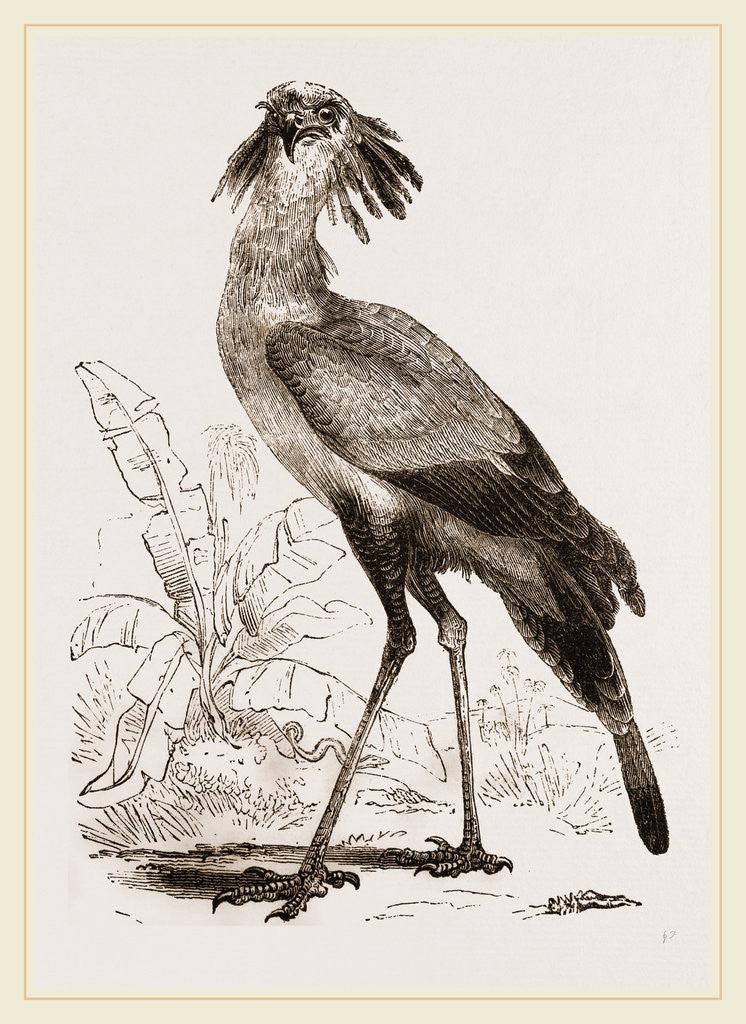 Detail of Secretary-bird by Anonymous