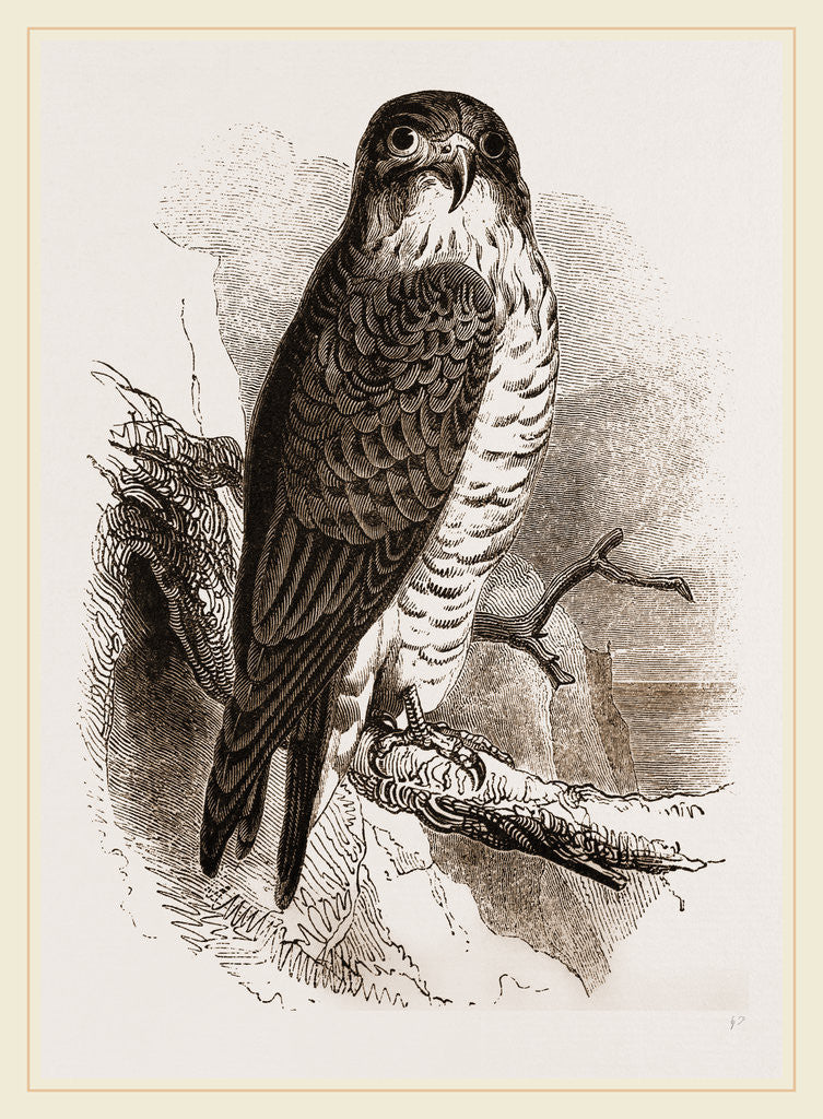 Detail of Peregrine Falcon by Anonymous