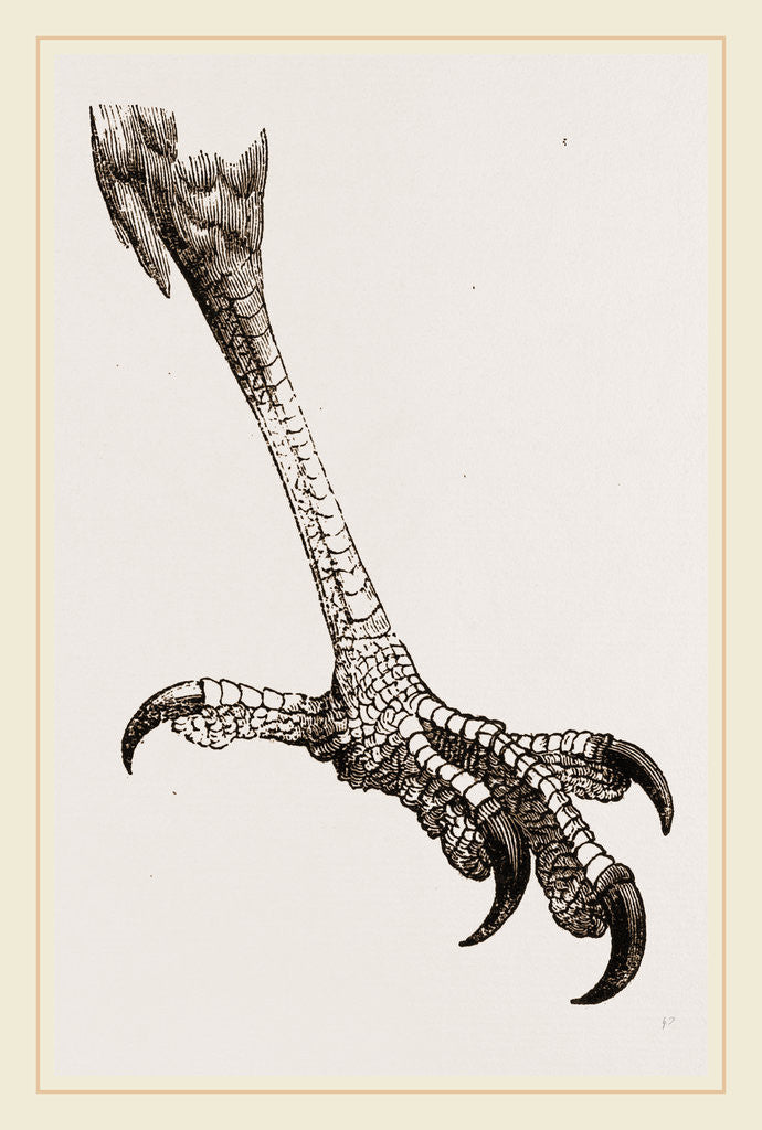 Detail of Foot of Brazilian Eagle by Anonymous