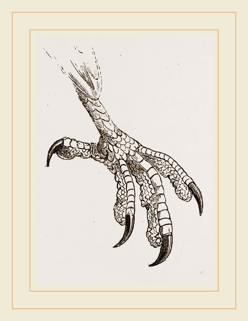 Detail of Foot of Cayenne Cymindis by Anonymous