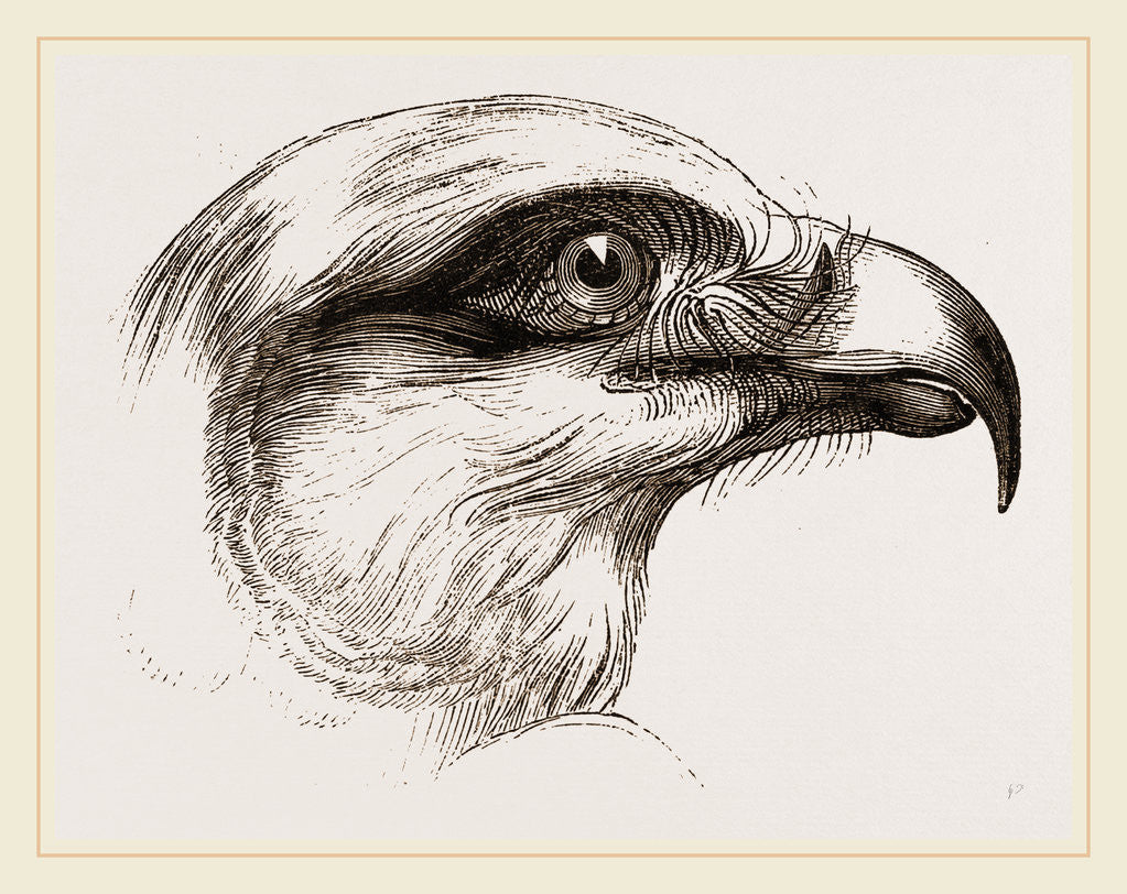 Detail of Head of Short toed Circaetus by Anonymous