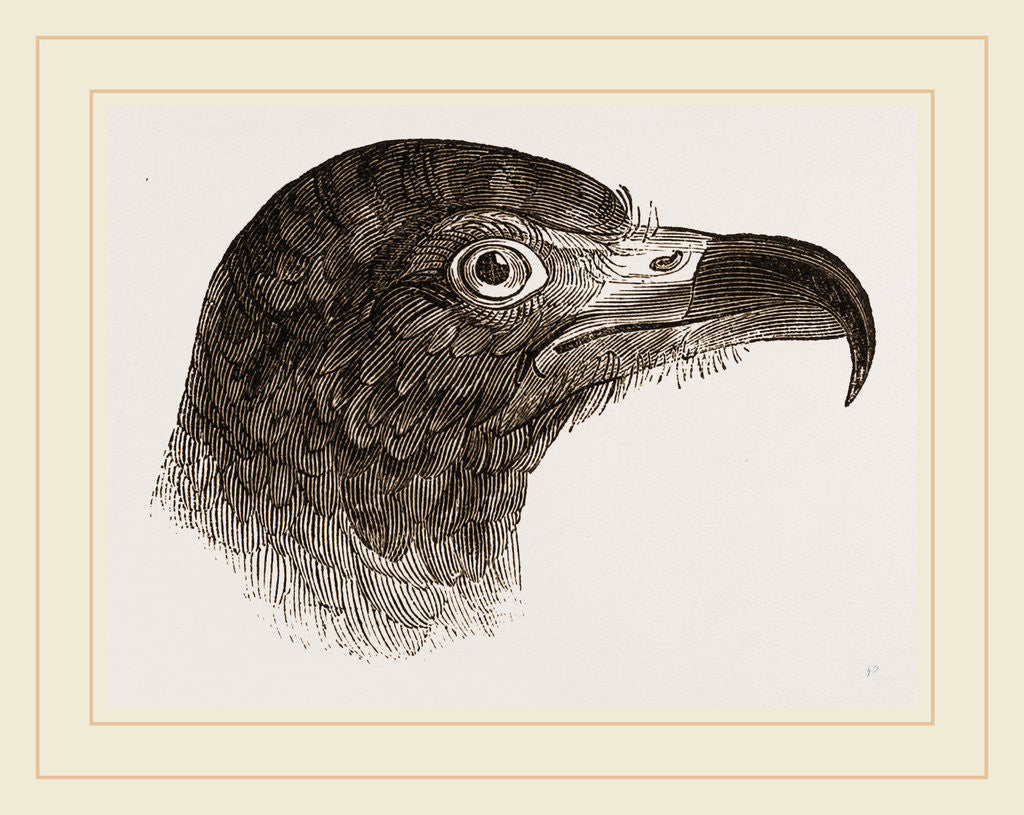 Detail of Head of Hook-billed Cymindis by Anonymous