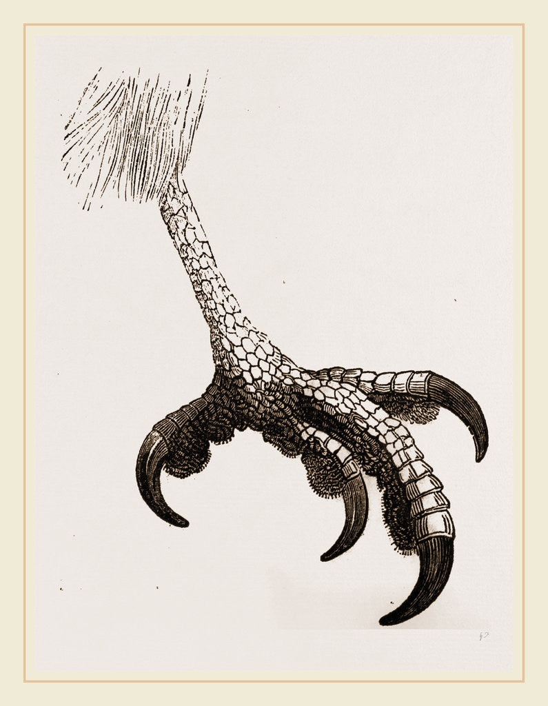 Detail of Foot of Short toed Circaetus by Anonymous