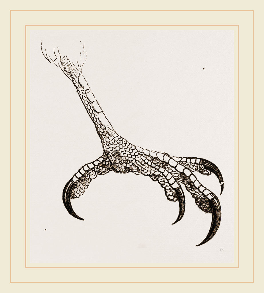 Detail of Foot of Hook-billed Cymindis by Anonymous