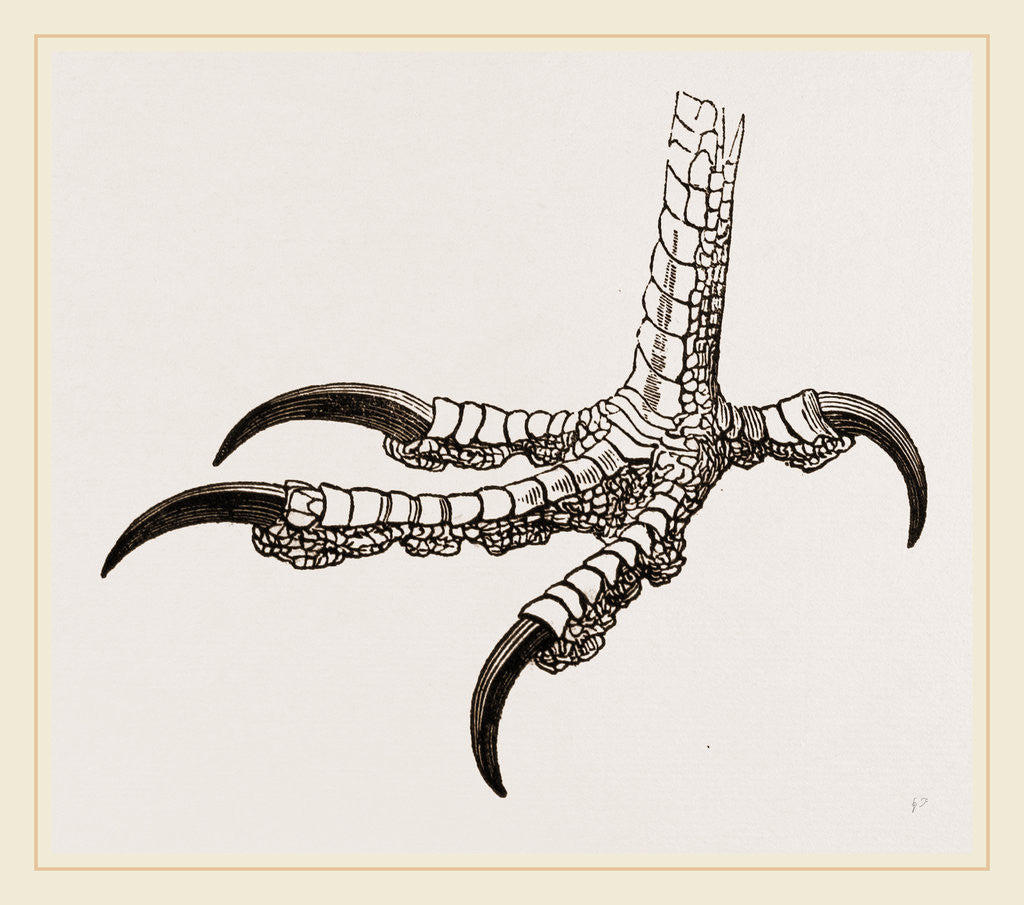 Detail of Fcot of Brazilian Caracara by Anonymous