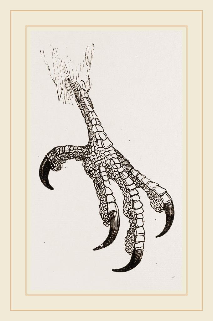 Detail of Foot of Aquiline Ibycter by Anonymous