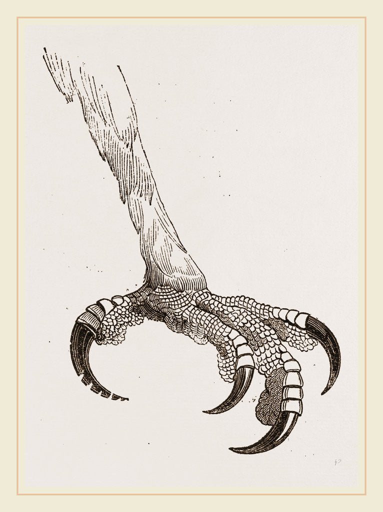 Detail of Foot of Crested Morphnus by Anonymous
