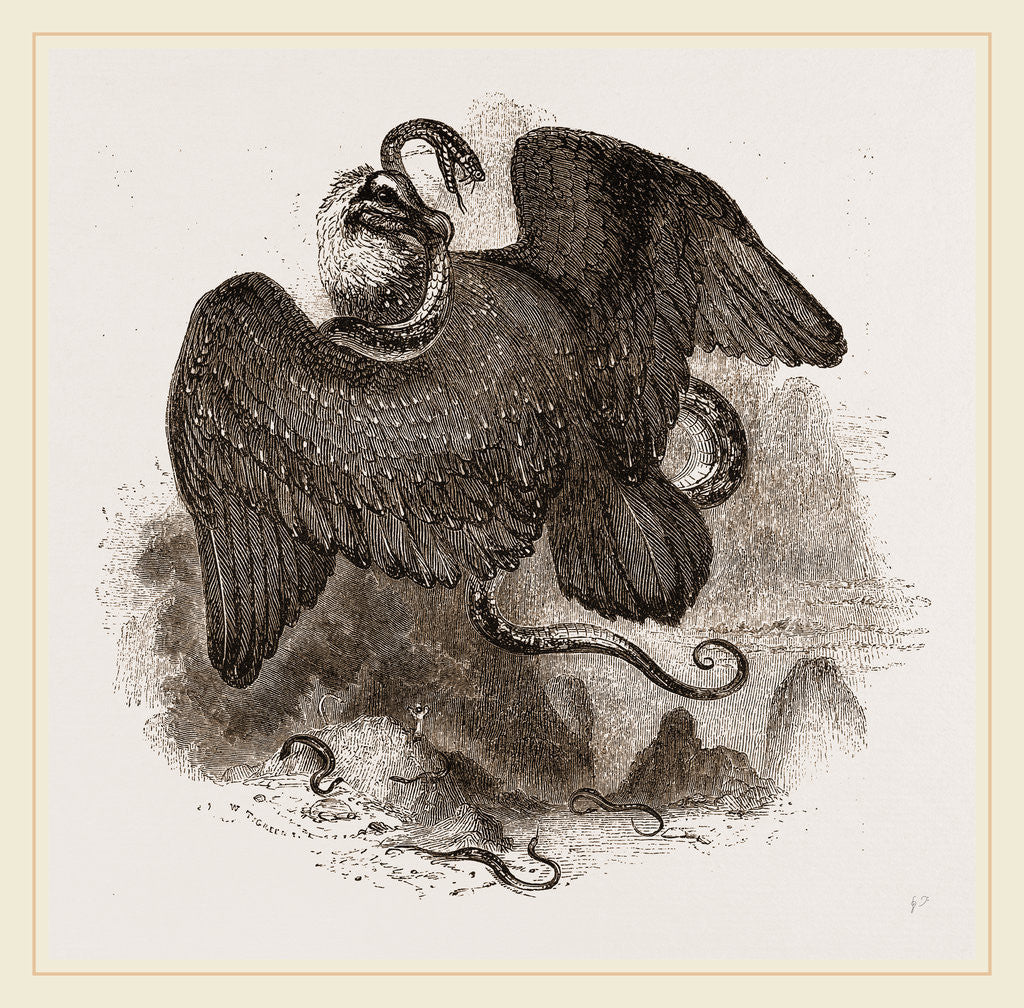 Detail of Lammergeyer by Anonymous