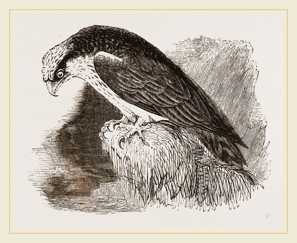 Detail of Osprey by Anonymous