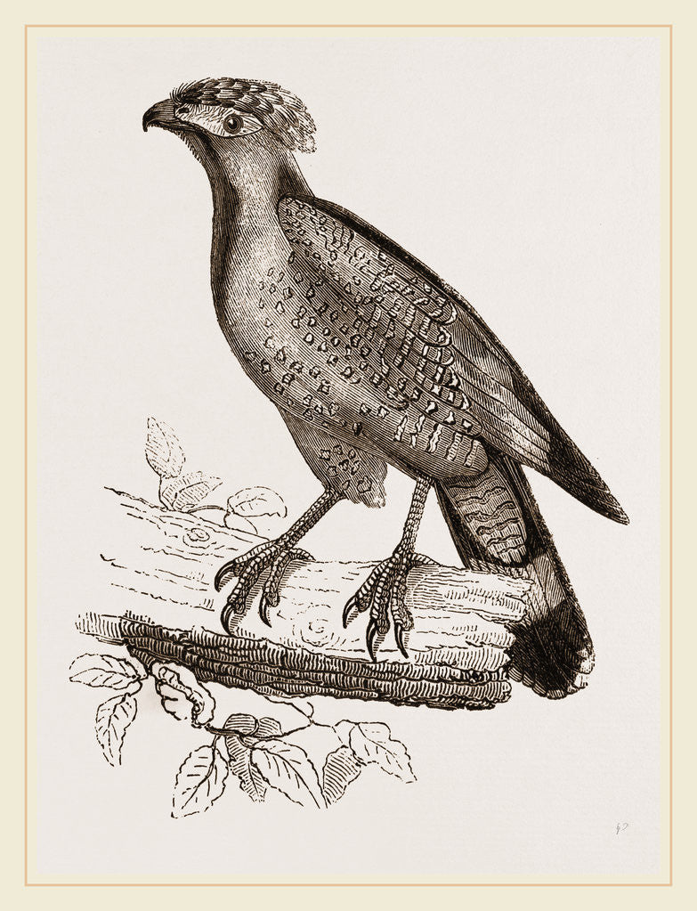 Detail of Barred Haematornis by Anonymous