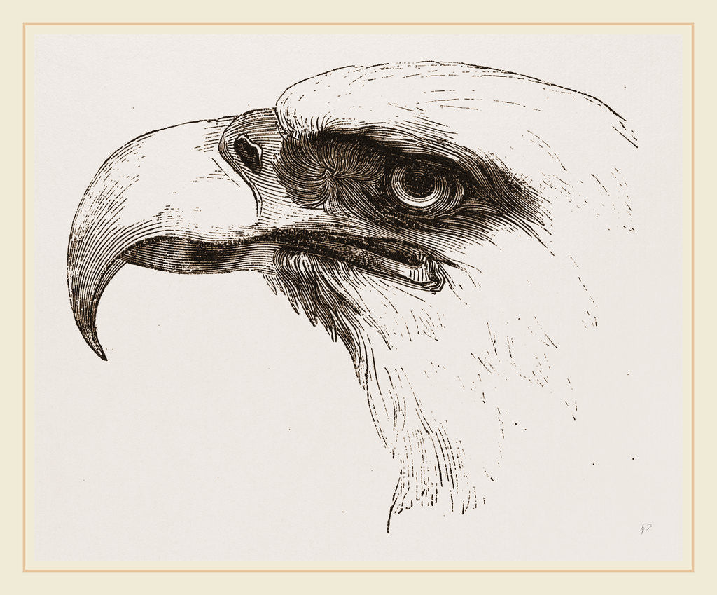 Detail of White heade eagle by Anonymous