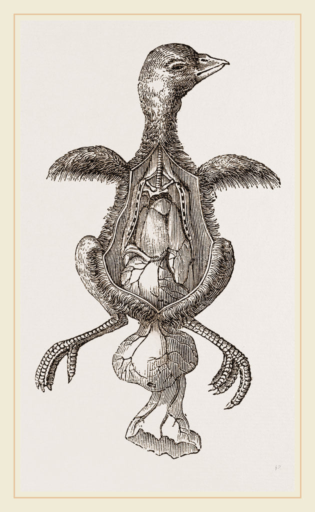 Detail of Chick showing absorption of yolk by Anonymous