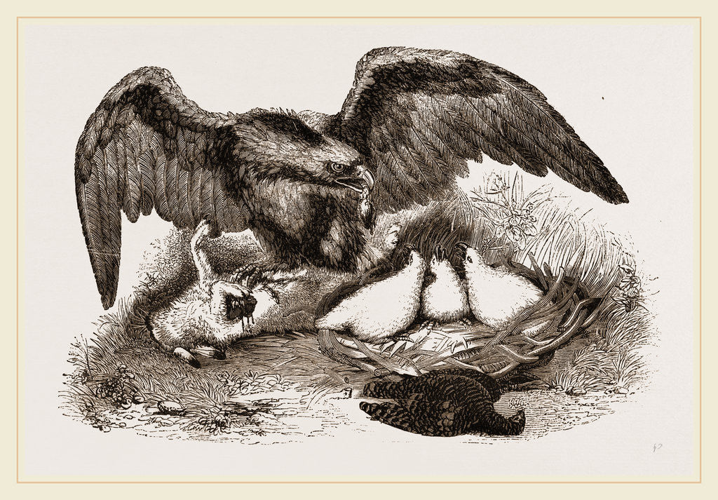 Detail of Golden Eagle by Anonymous