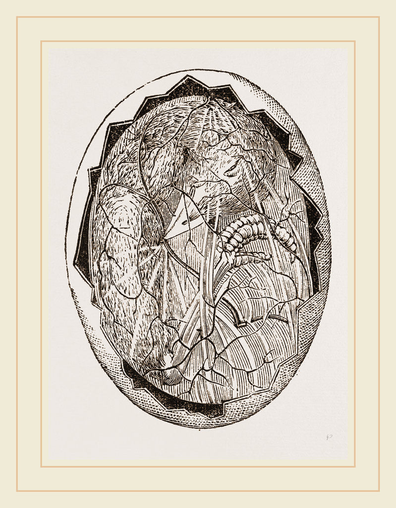 Detail of Egg on Eighteenth Day by Anonymous