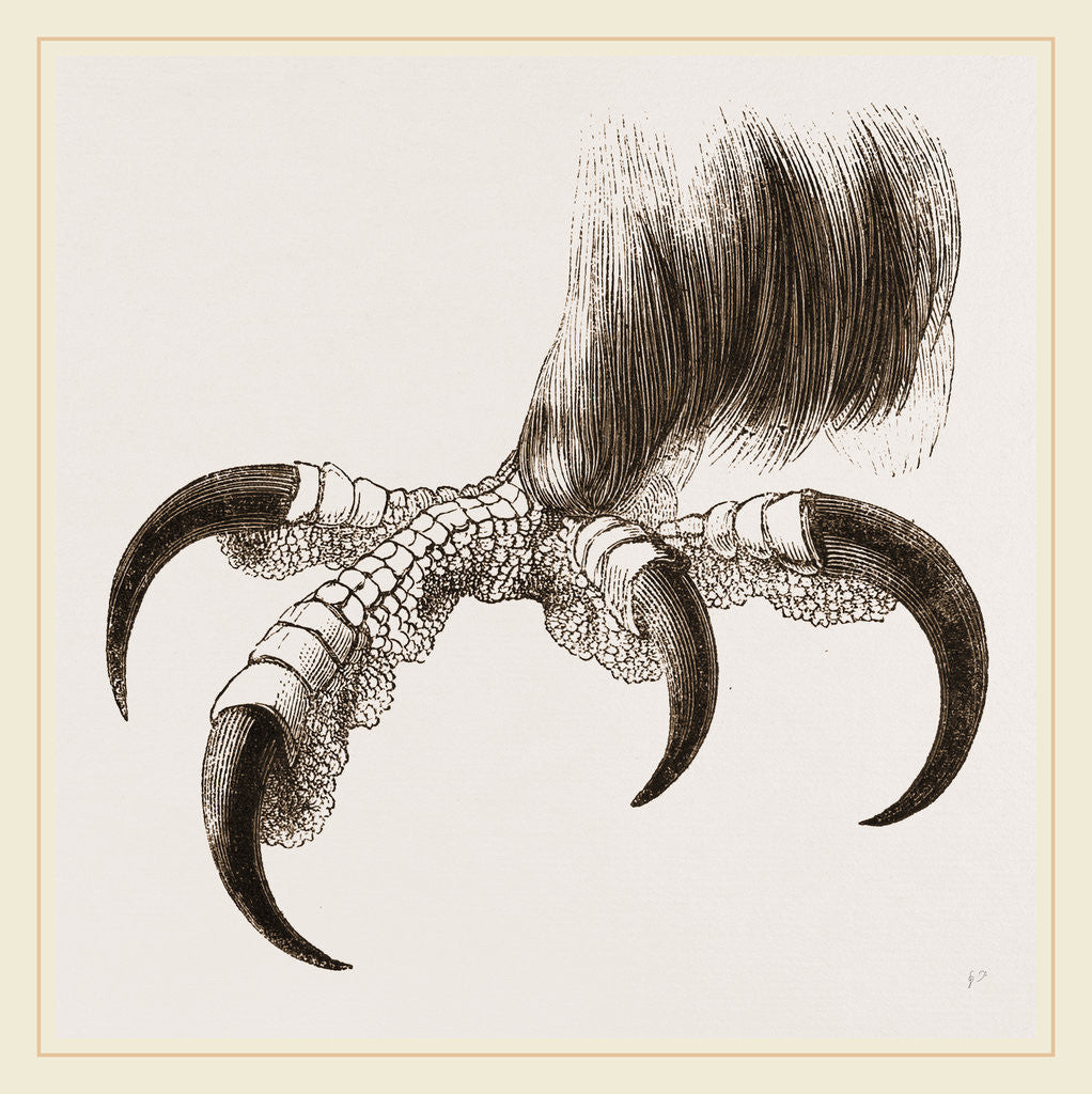 Detail of Talons of Golden Eagle by Anonymous