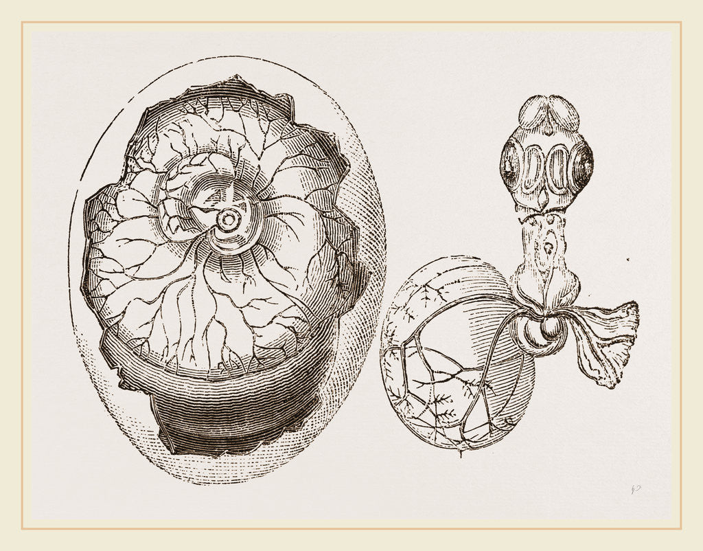 Detail of Egg and Chick on Fifth Day by Anonymous