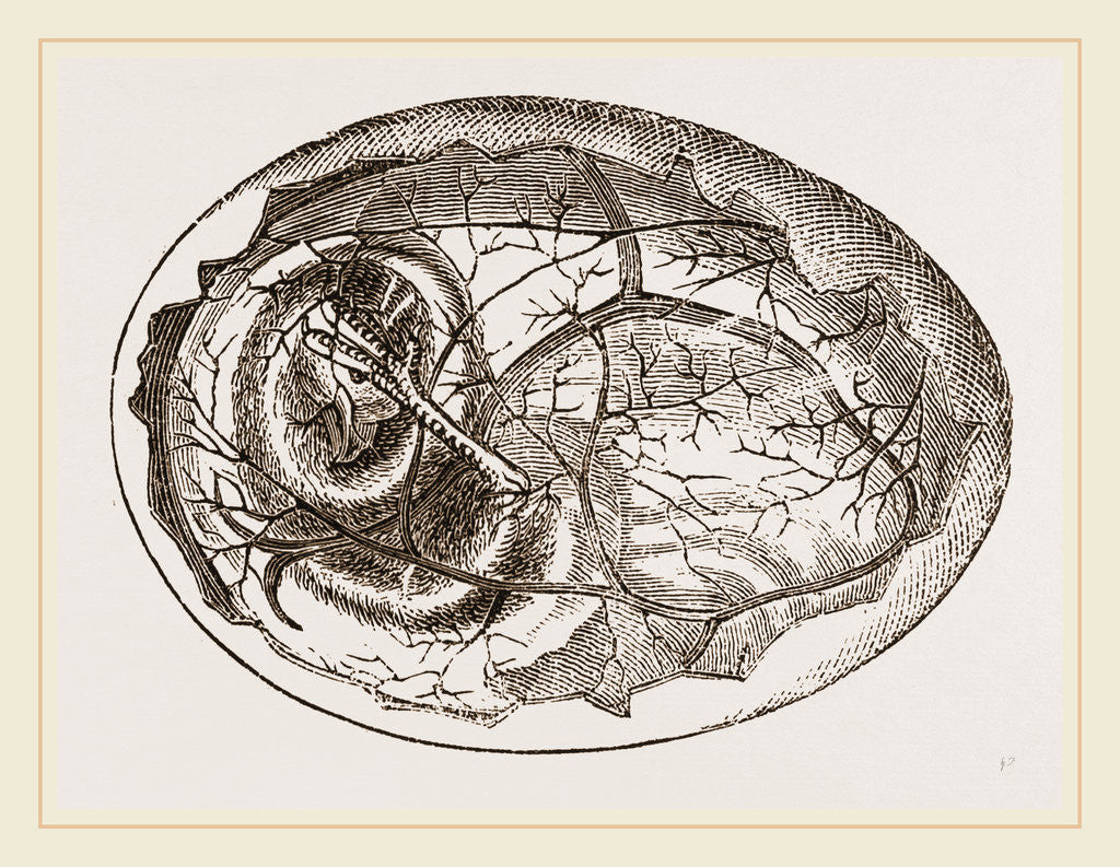 Detail of Egg and Chick on Eighth Day by Anonymous