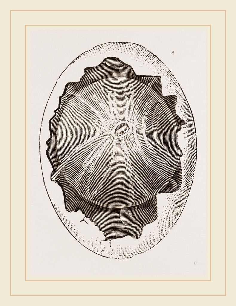 Detail of Egg and Germ at Twelve Hours after Incubation by Anonymous