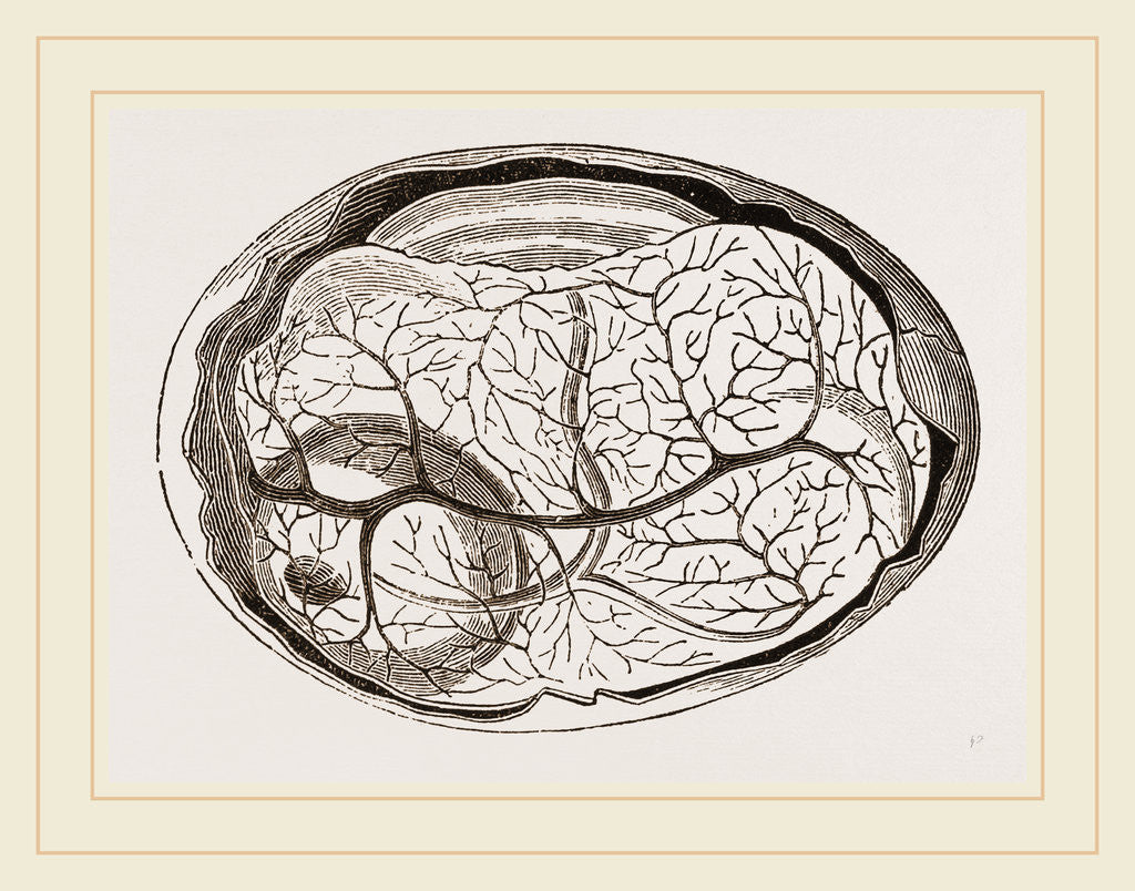 Detail of Egg and Chick at Thirty-six Hours by Anonymous