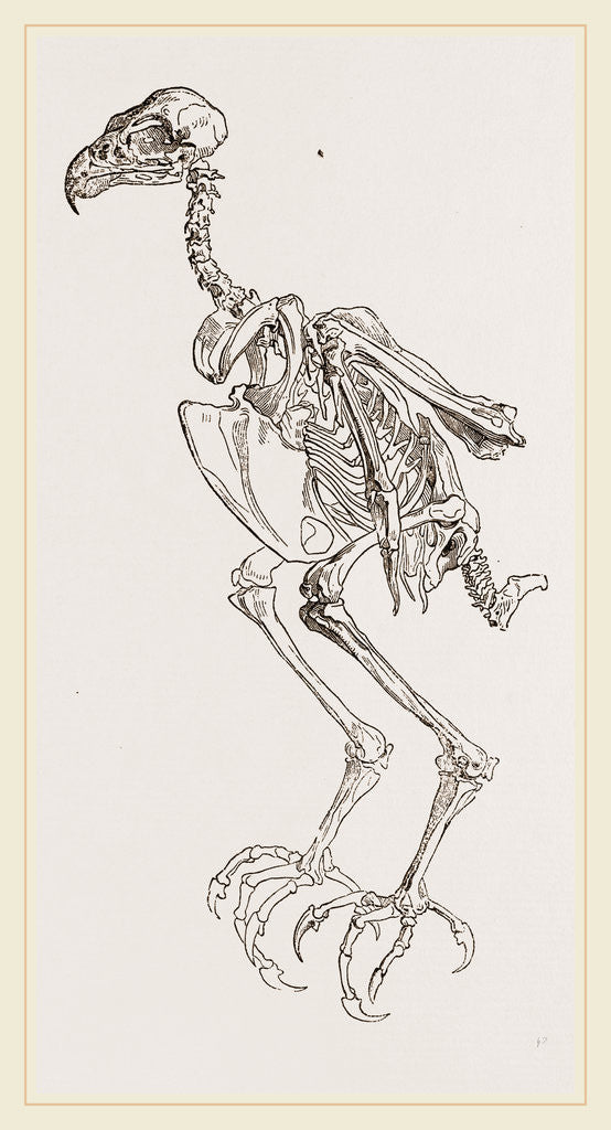 Detail of Skeleton of Hawk by Anonymous