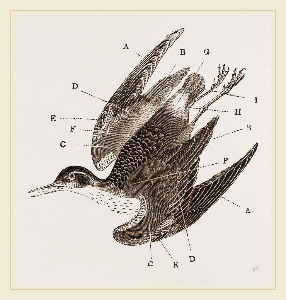 Detail of Plumage of Bird by Anonymous